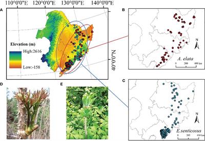 Predicting the impact of climate change and land use change on the potential distribution of two economic forest trees in Northeastern China